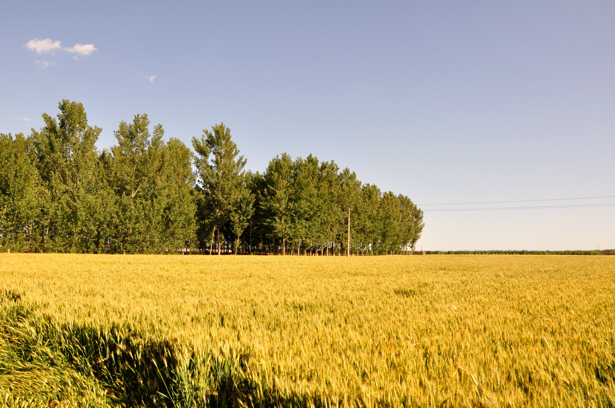 纯正的金黄色,决定等到下午,这时太阳下去了一些天空也不再是明晃晃的