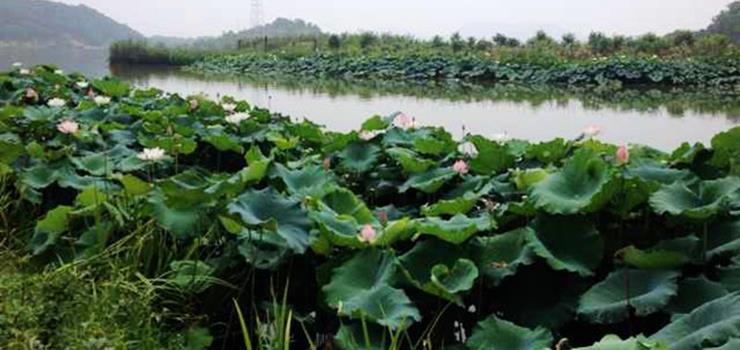 金龙水寨旅游景区