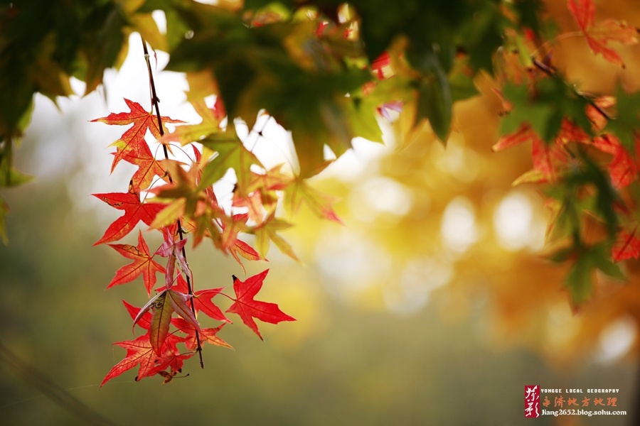 【永济图片】意外的“枫情”  让人窒息的美