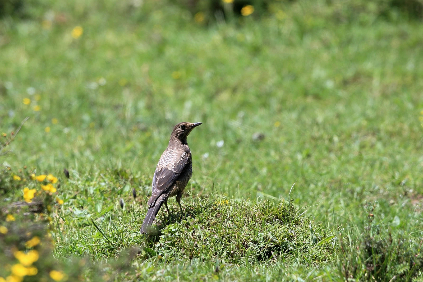 2014,九色甘南行(五),甘南旅游攻略 - 马蜂窝