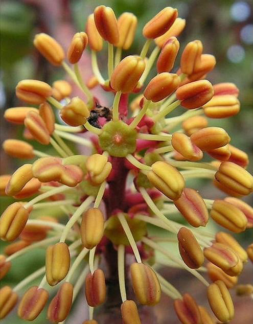 (转)108种奇花异草,超炫!(续完)