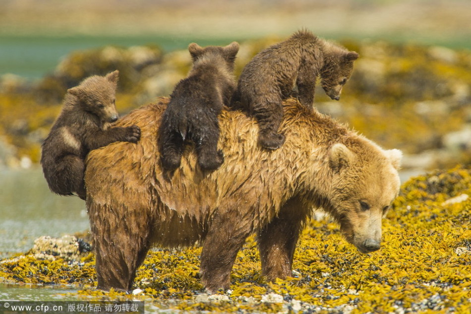 熊妈妈涉水解暑三只熊宝宝趴背上游玩