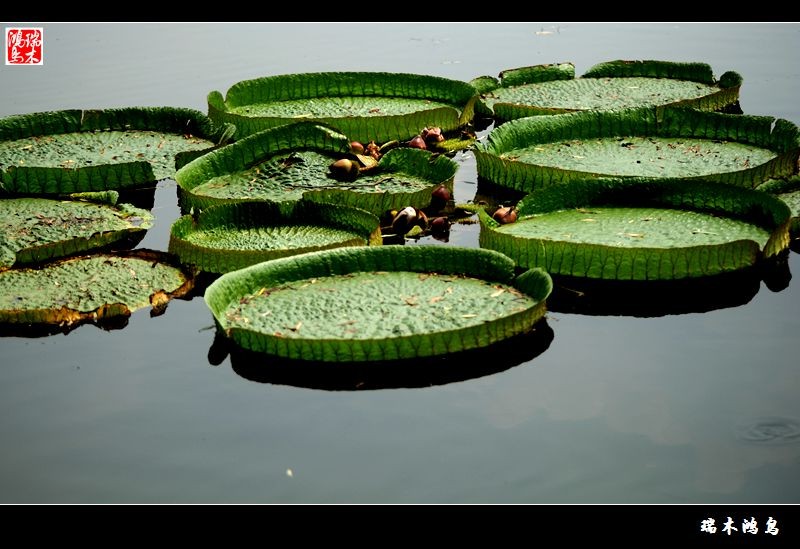 【原创摄影】行摄圆明园荷花节之三——王莲