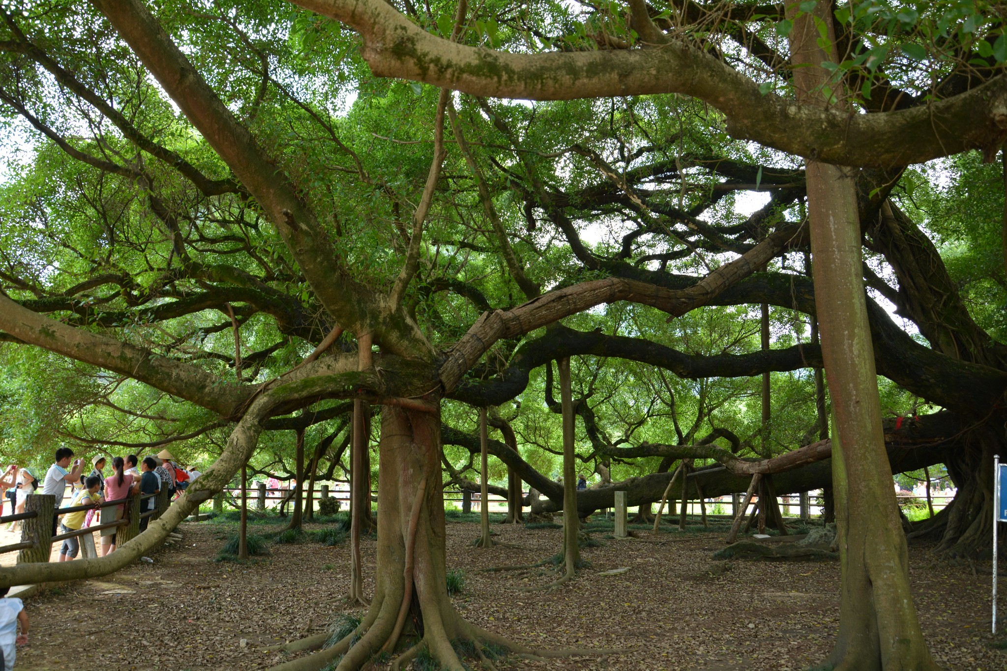 忆2013广西龙脊桂林阳朔游