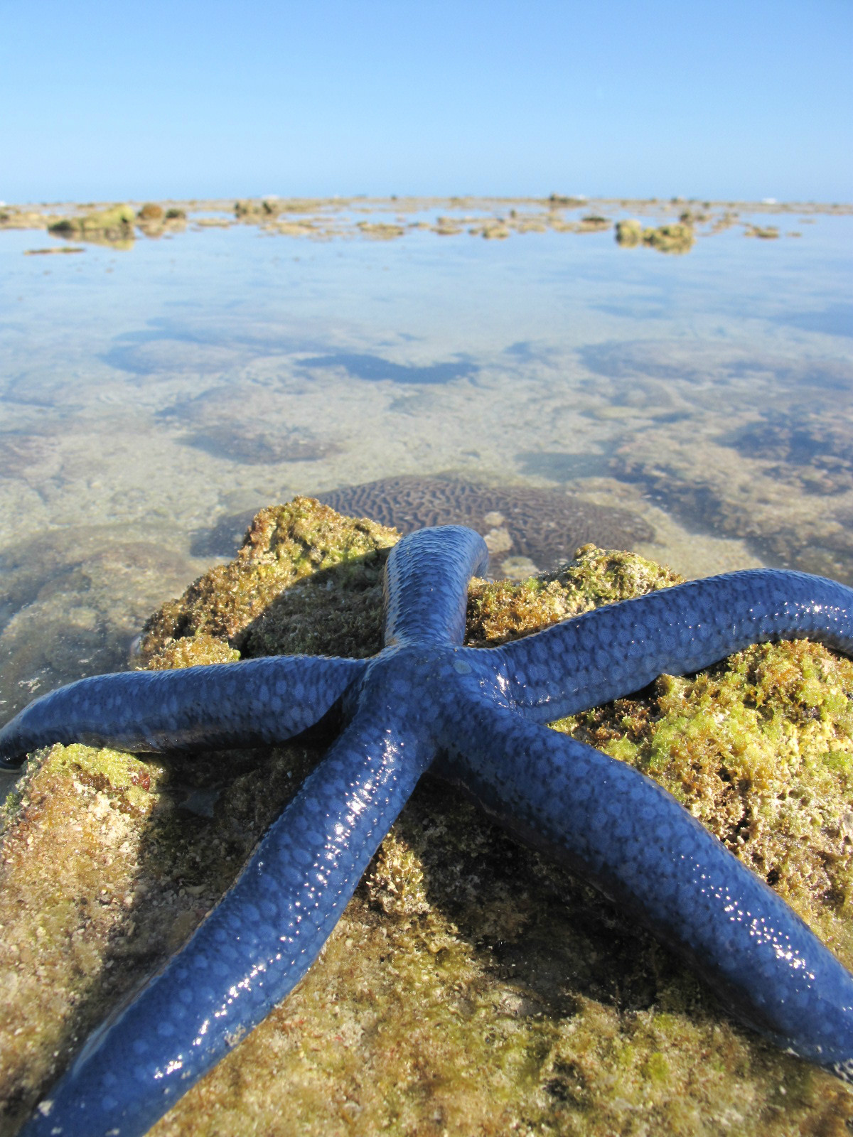 【黄金海岸（澳大利亚）图片】澳大利亚墨尔本、大洋路、黄金海岸、布里斯班、费沙岛、大堡礁16天自驾游