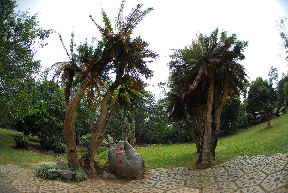 西雙版納週末兩日遊望天樹中科院植物園