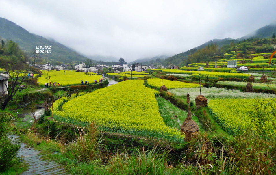 婺源油菜花2018婺源油菜花什麼時候開婺源油菜花幾月開