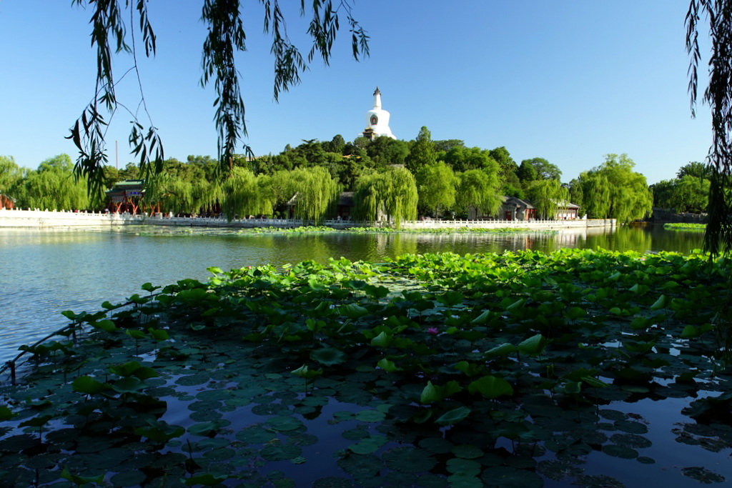 北海公園蓮花爭豔