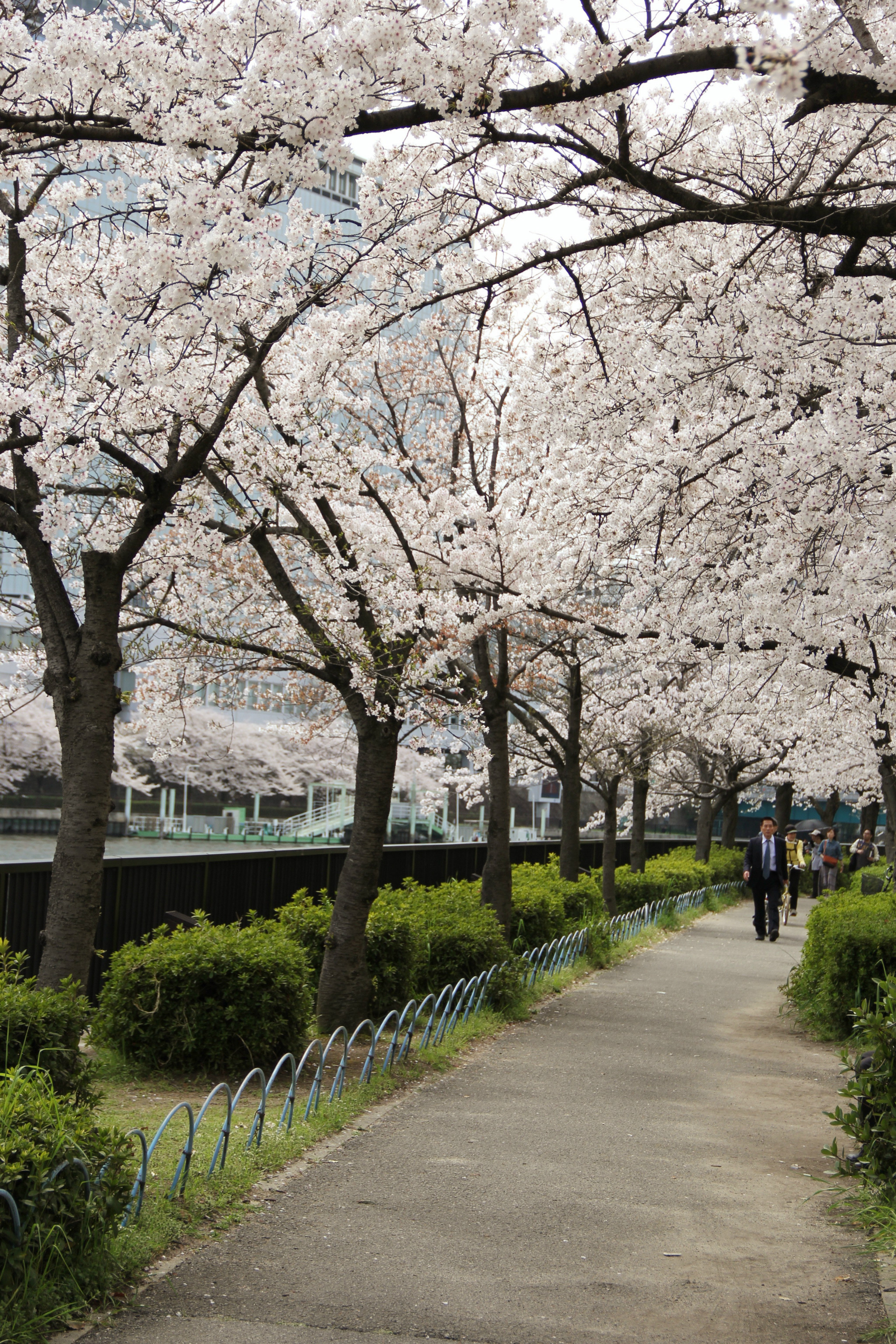 樱花近景大阪  城幕府将军丰臣秀吉于1586年建造,由雄伟的石墙砌造而