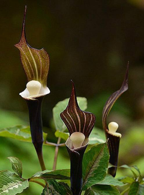 转108种奇花异草一