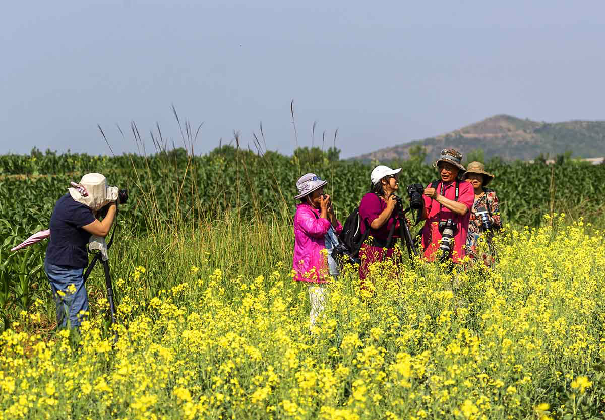 杨敬玮辽宁大连普湾新区复州湾街道裴屯村东北第一油菜花田