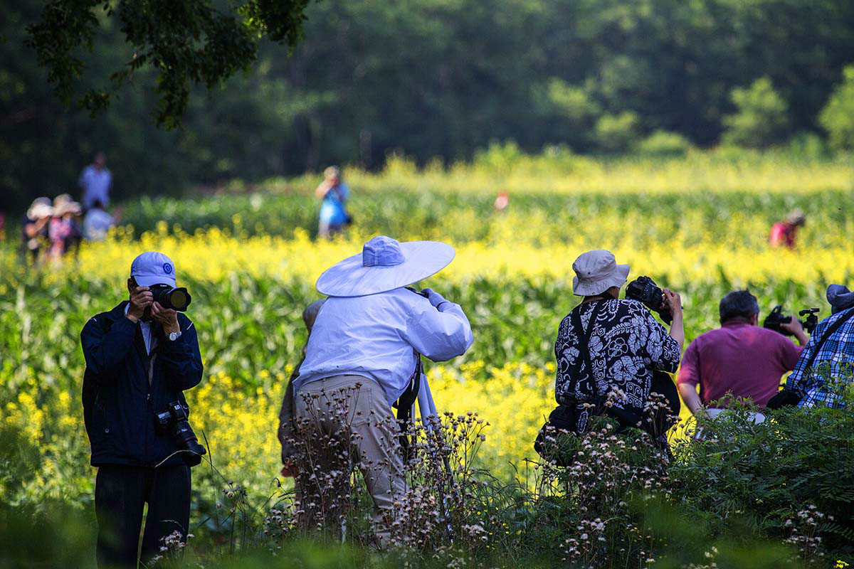 杨敬玮辽宁大连普湾新区复州湾街道裴屯村东北第一油菜花田