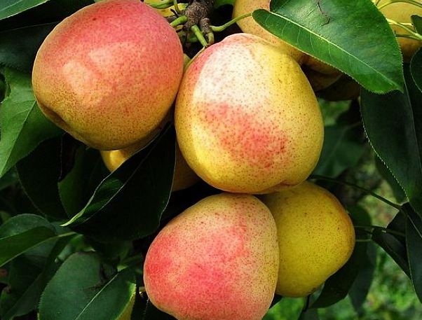 梨花村北京大兴京南的一片净土