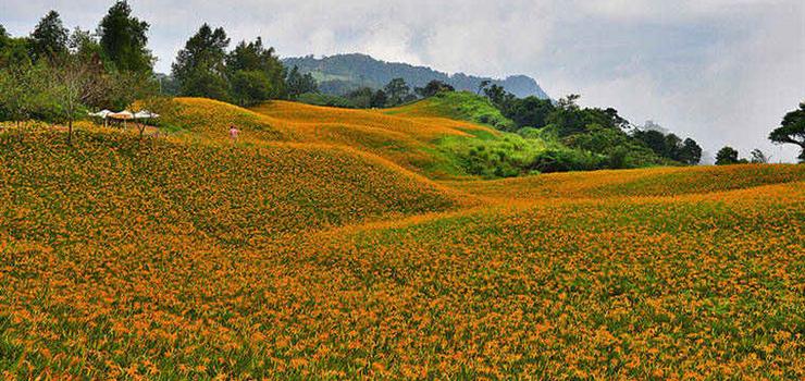 花莲赤科山金针花海观光