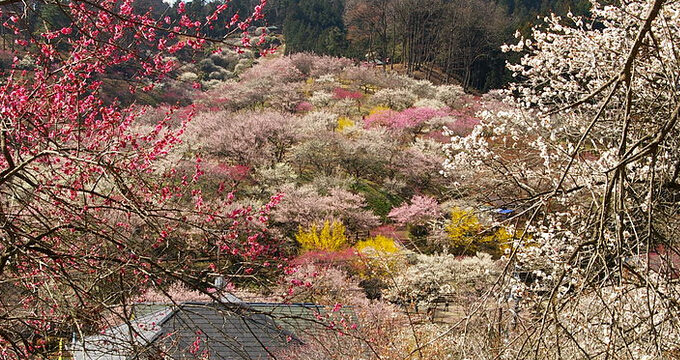 青梅市