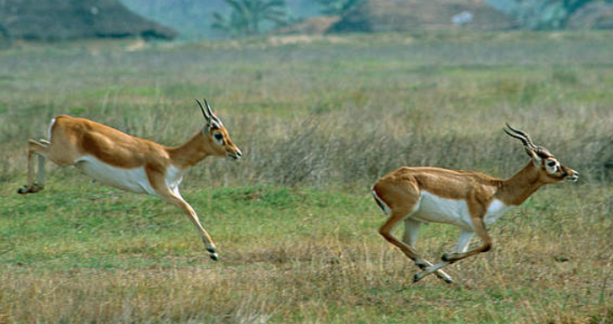 Bardiya National Park