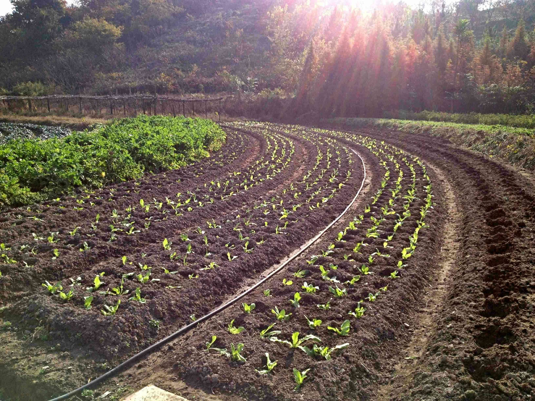 绿油油的小菜园手机拍摄