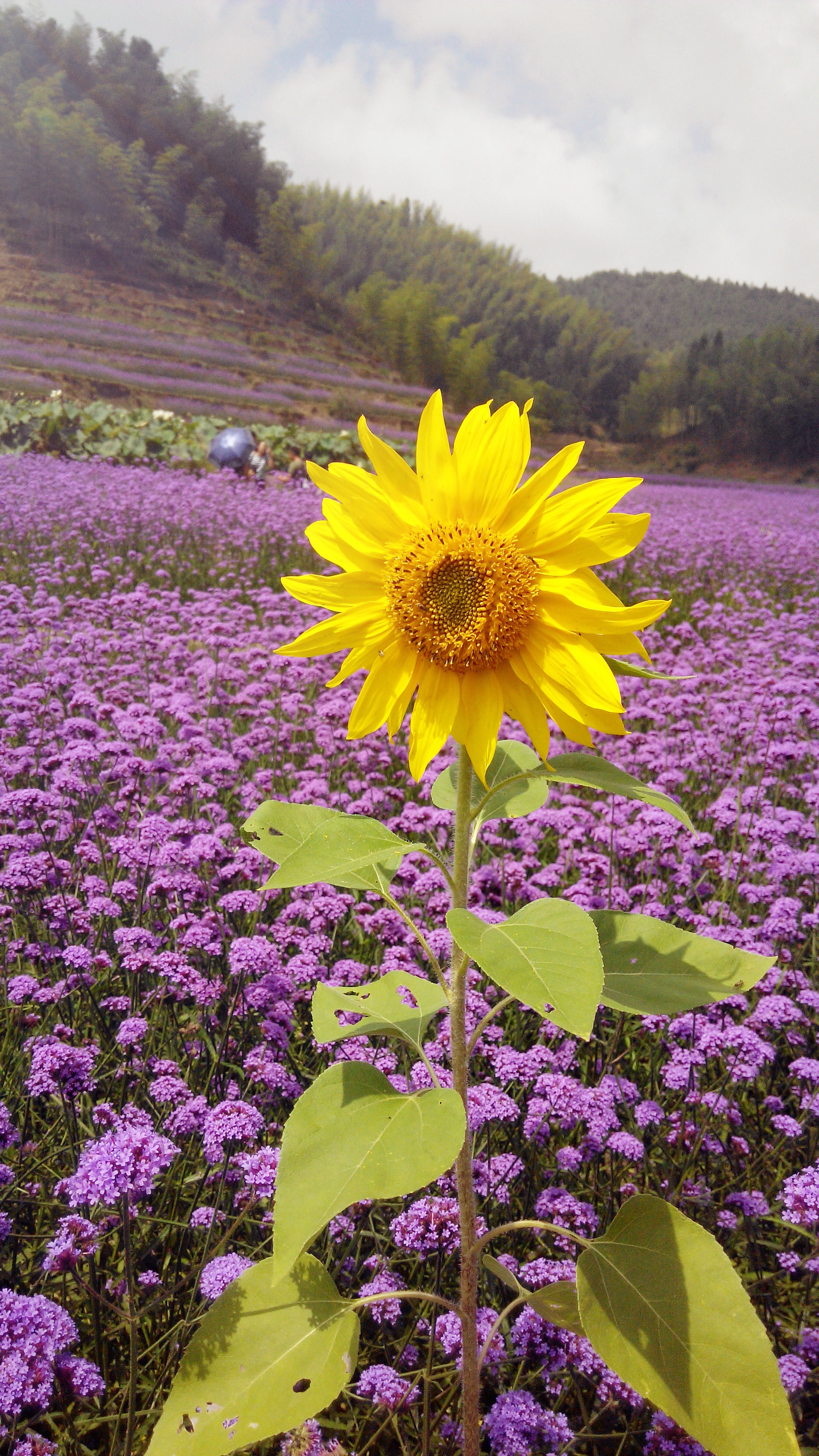 紫色马鞭草花海