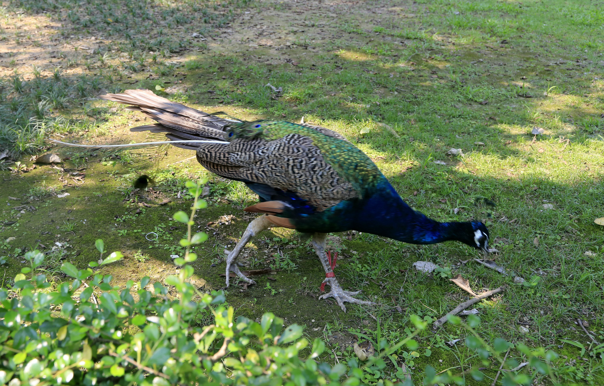 肇庆七星岩孔雀