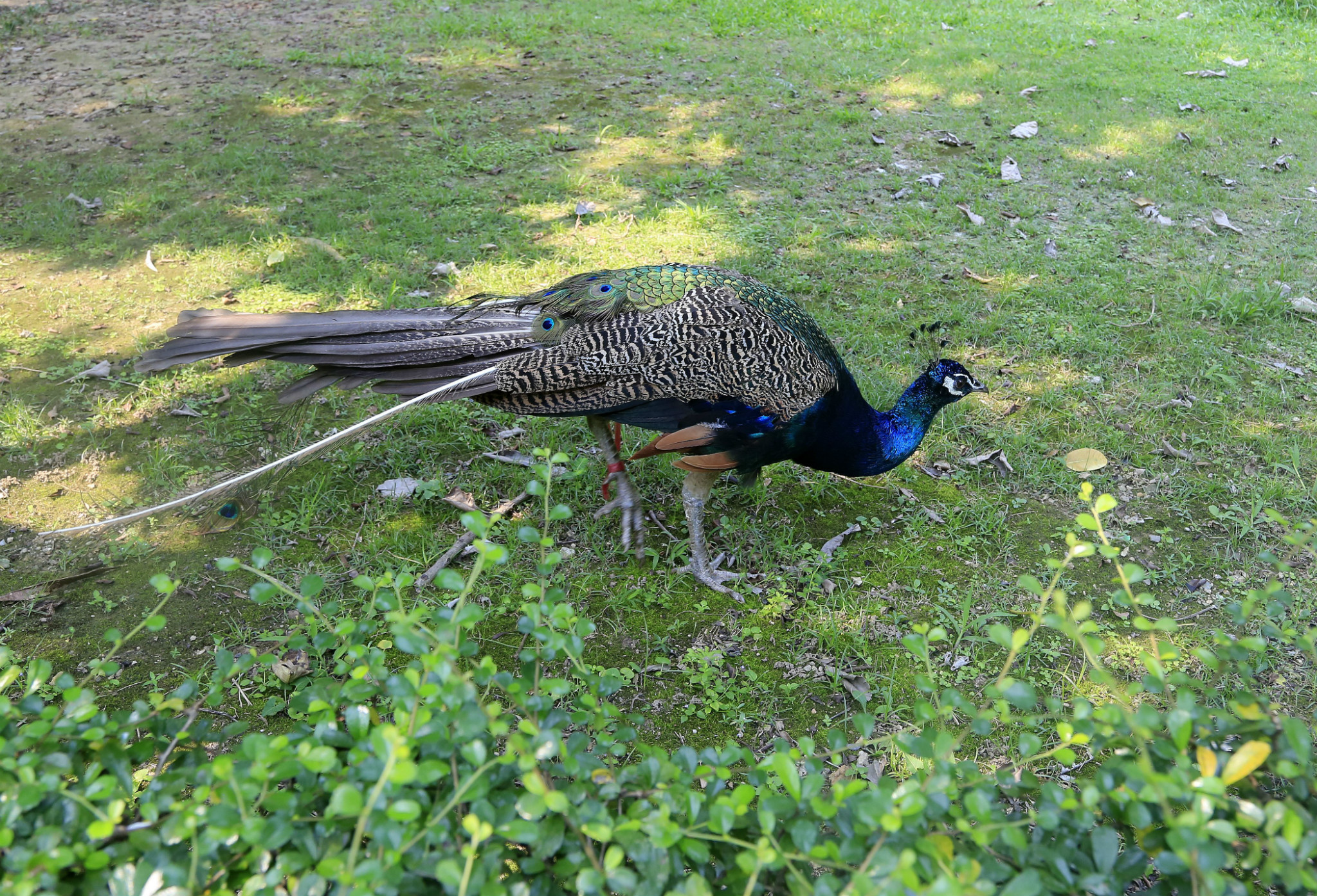 肇庆七星岩孔雀