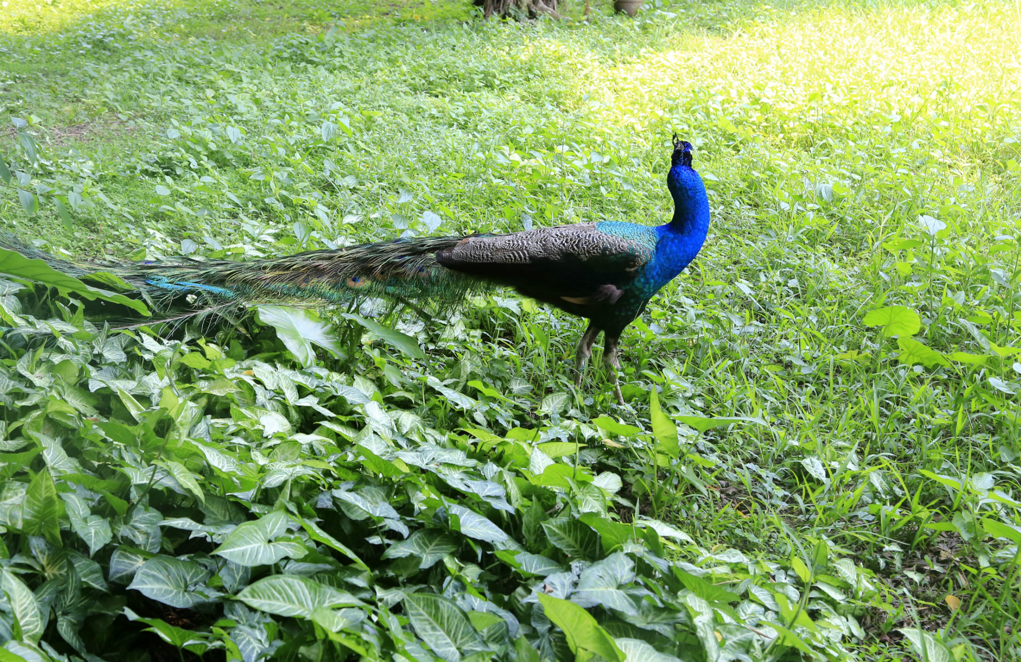 肇庆七星岩孔雀