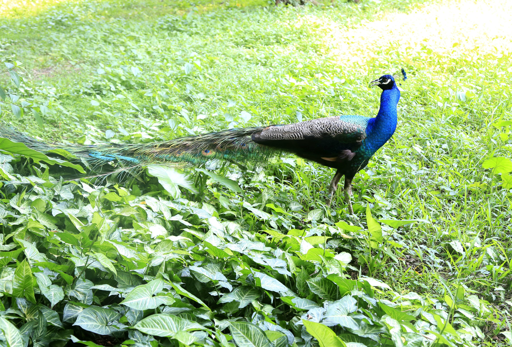 肇庆七星岩孔雀