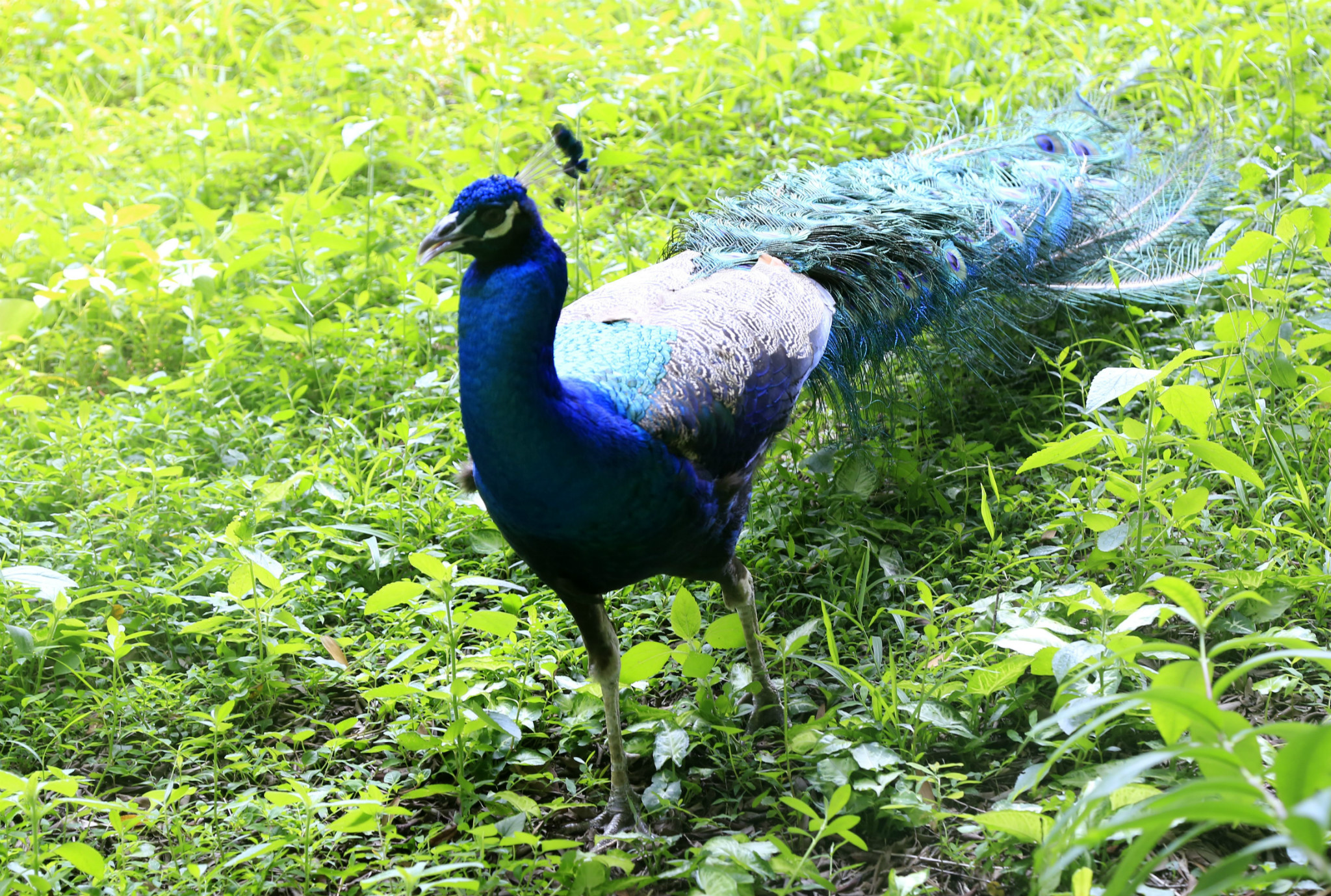 肇庆七星岩孔雀
