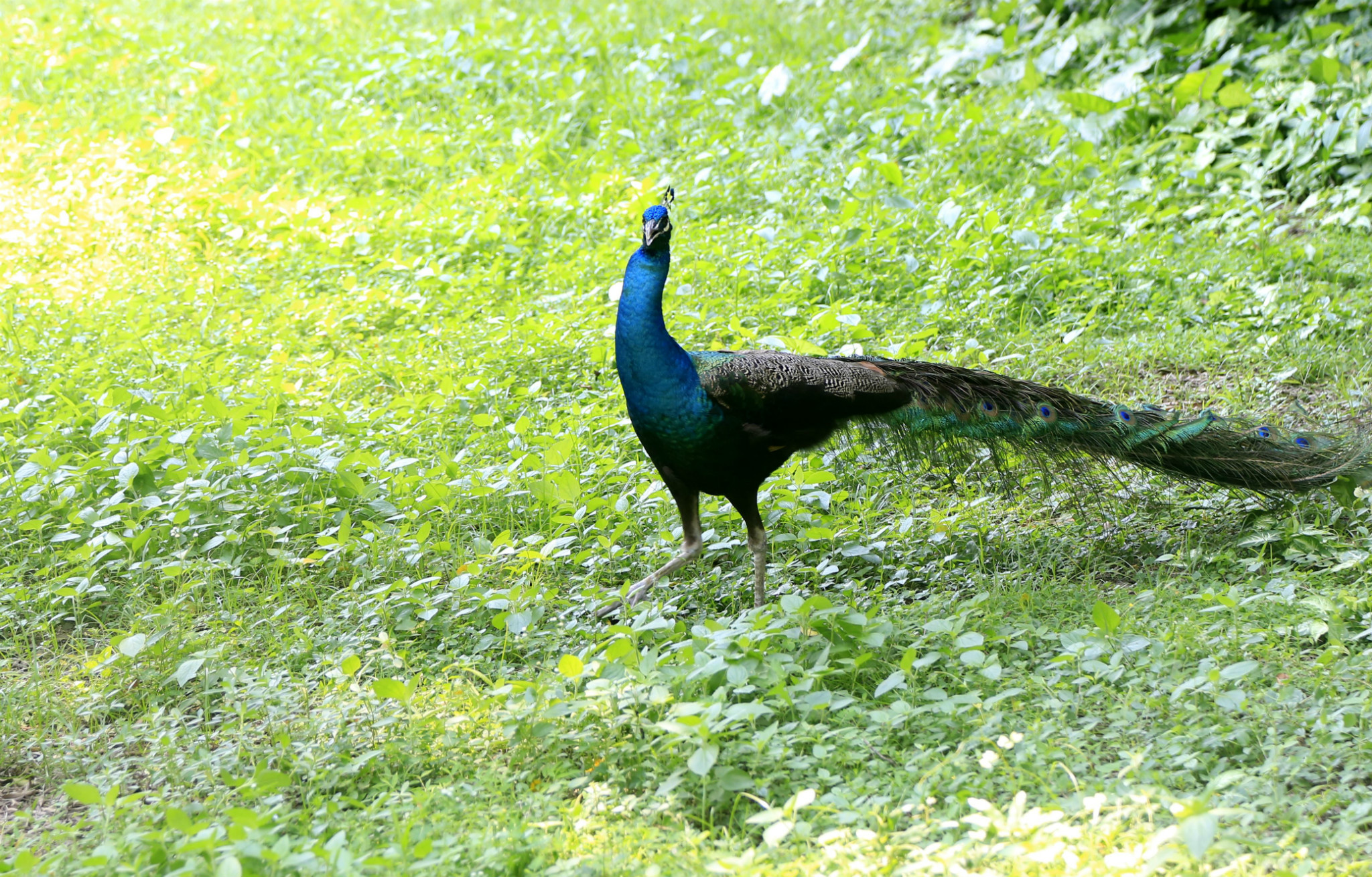 肇庆七星岩孔雀