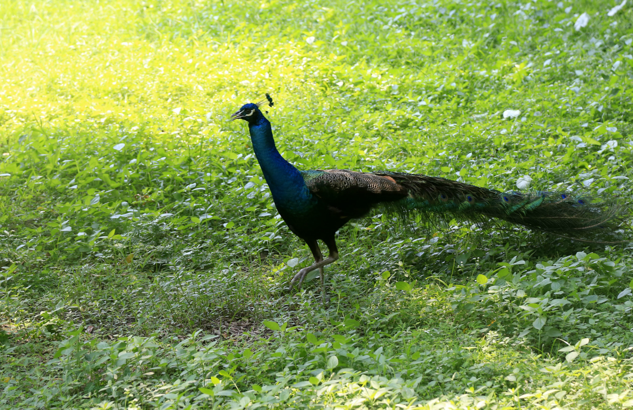 肇庆七星岩孔雀