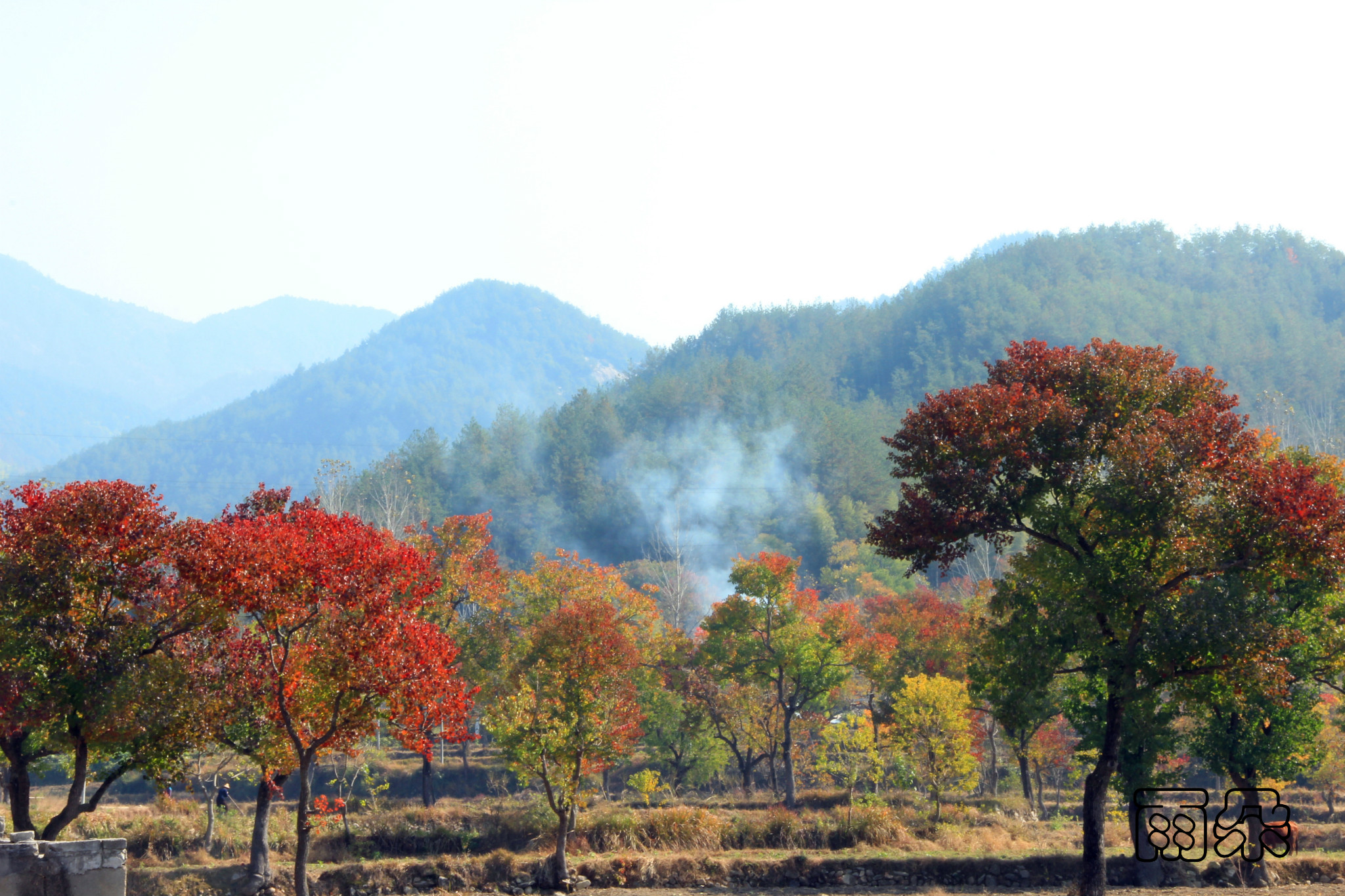 罗田九资河红叶