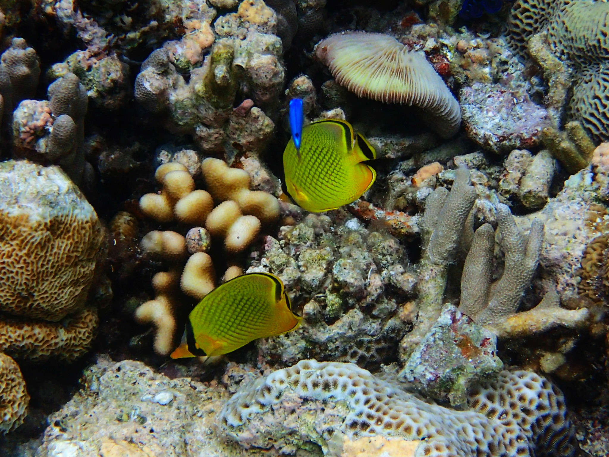 原始图片▼身上带艳丽彩条,学名叫纵带刺尾鱼     ▼身上遍布荧光蓝的