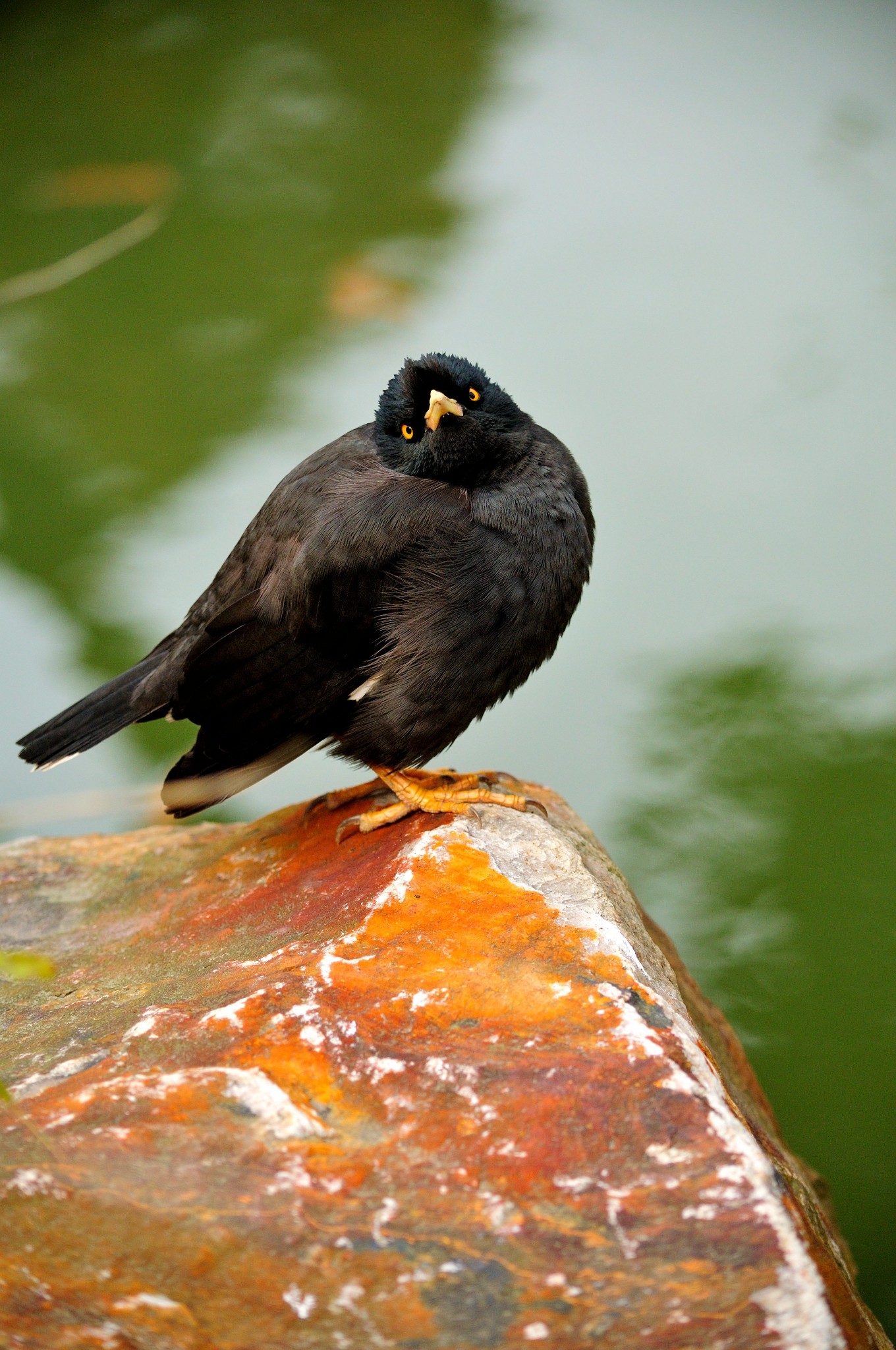 八哥为鸟纲雀形目椋鸟科八哥属鸟类的通称.