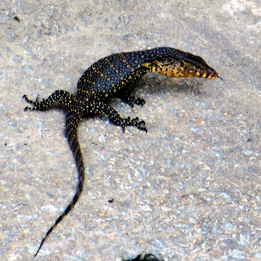 回复帖子四脚蛇草绿龙蜥