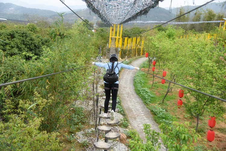 走進從化櫻花悠樂園欣賞櫻花絢爛綻放