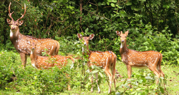 Koshi Tappu Wildlife Reserve