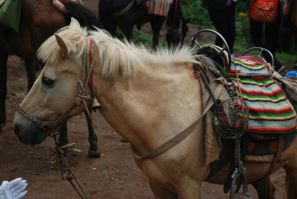 然后准备去香格里拉了,然后无名雅院的店长小川帮了我大忙,帮我联系了