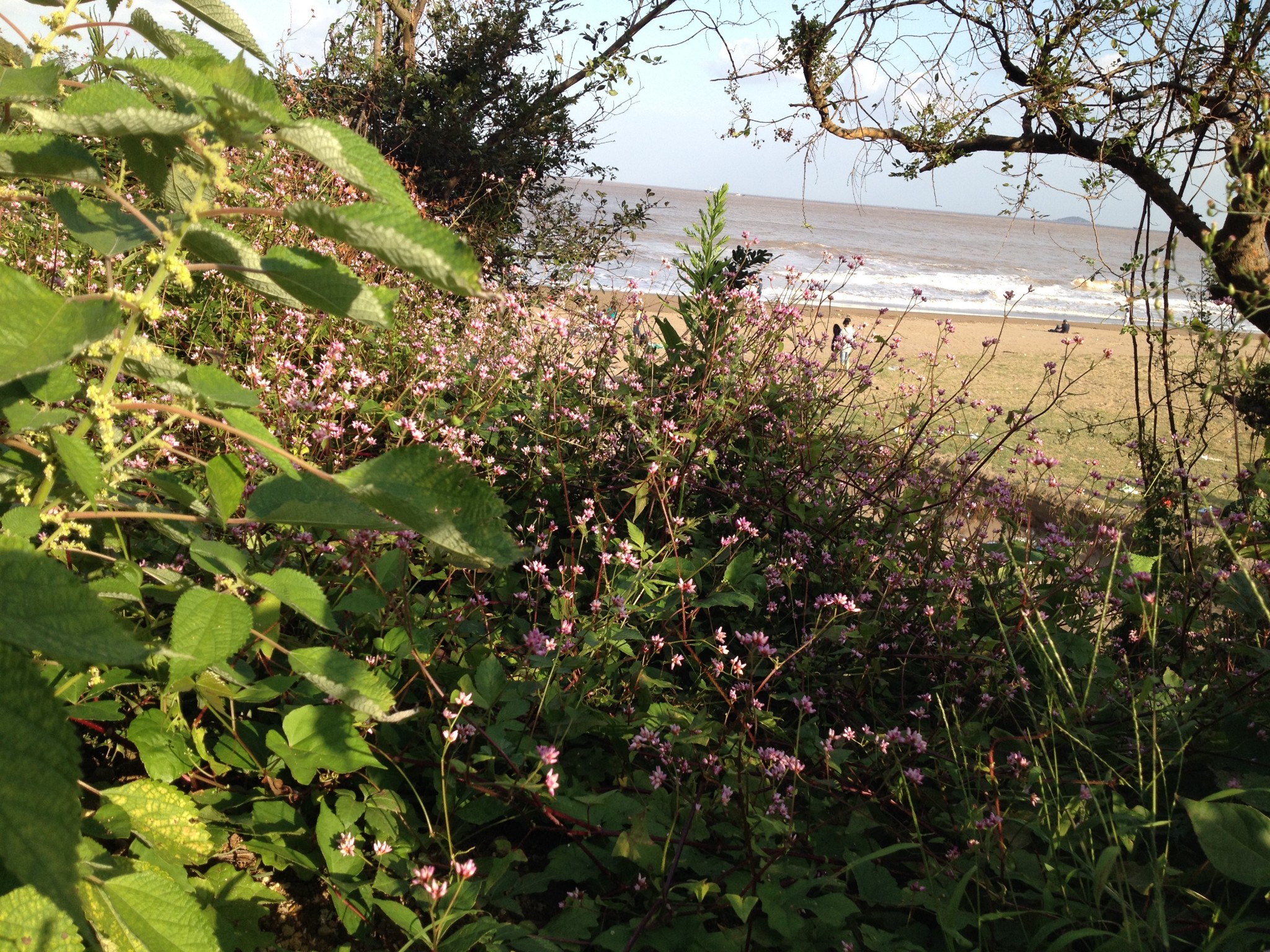 宁波象山大沙村——我和松鼠的蜜月故事,宁波旅游攻略 - 马蜂窝