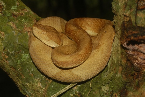 这里是金枪头洞蛇的栖息地.