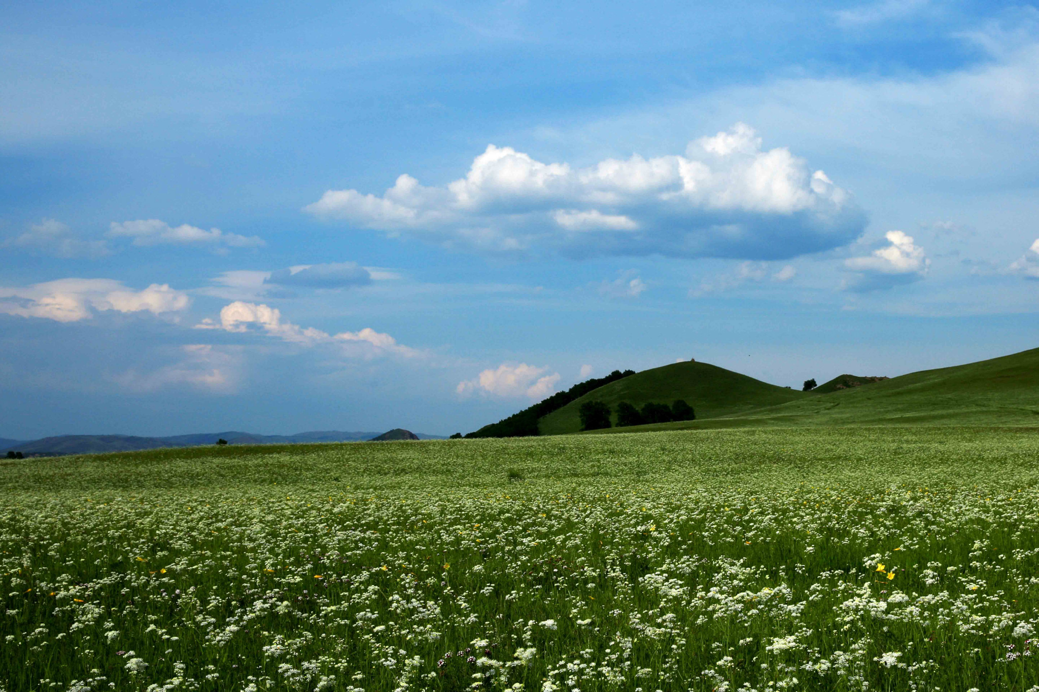 坝上春天乌兰布统红山军马场201471