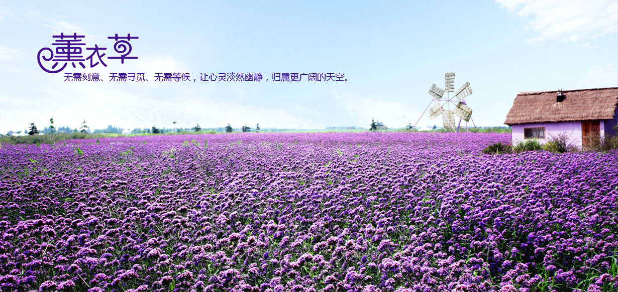 追寻逝去的光辉:寻觅薰衣草的下落的简单介绍