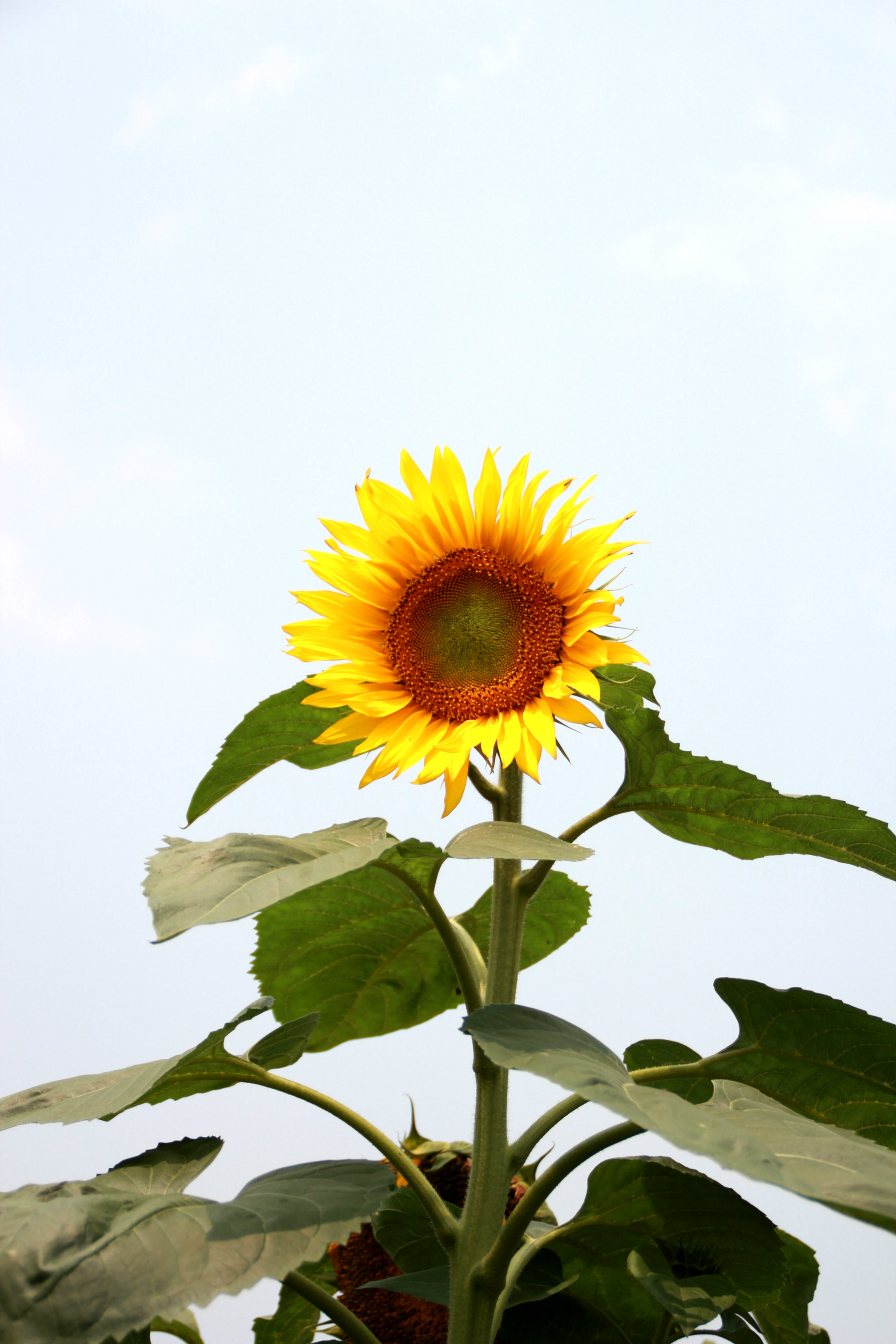 回复帖子:阳光,向日葵《百万葵园》