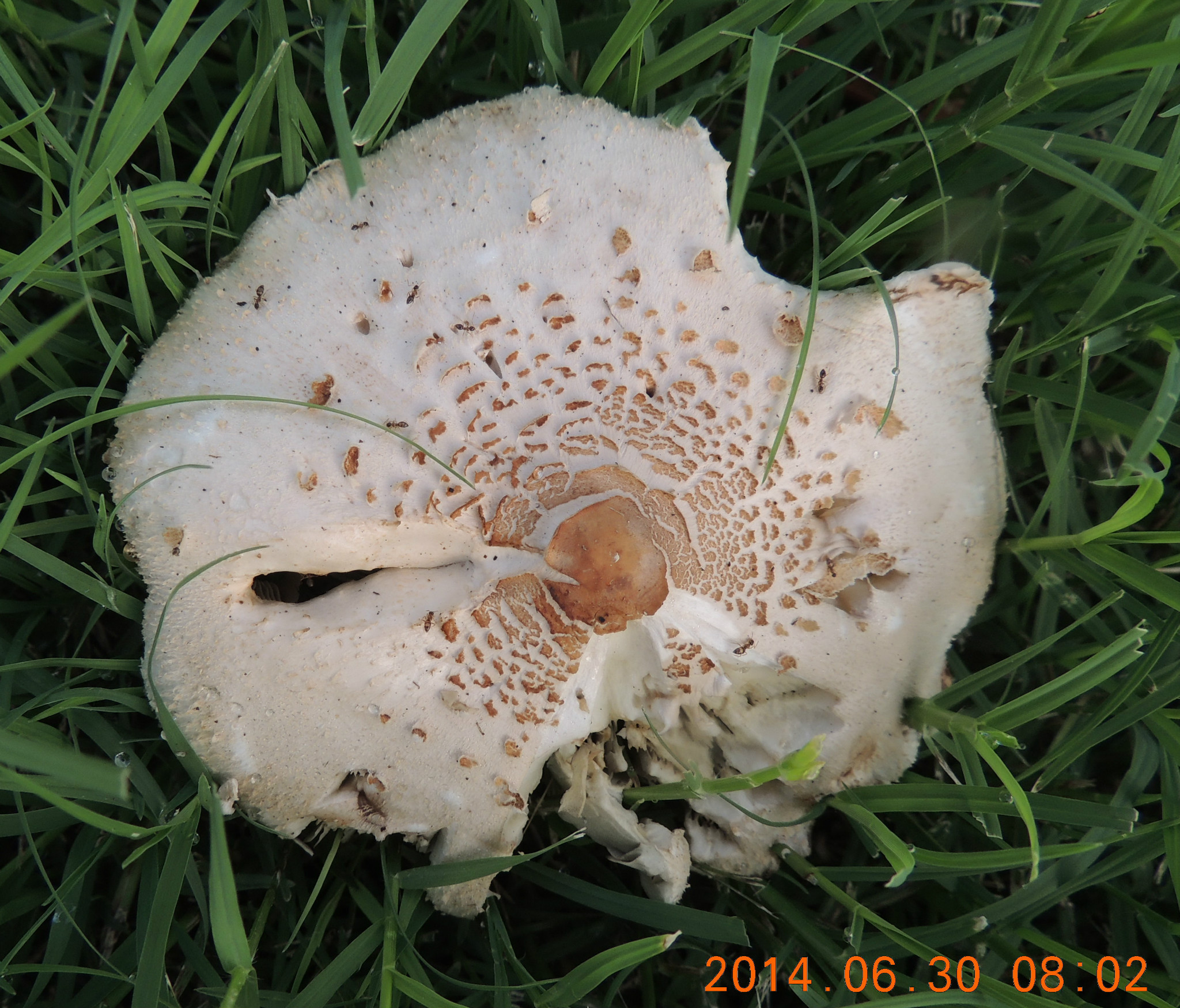 2014年06月07月美国德克萨斯州的白蘑菇20140726上传