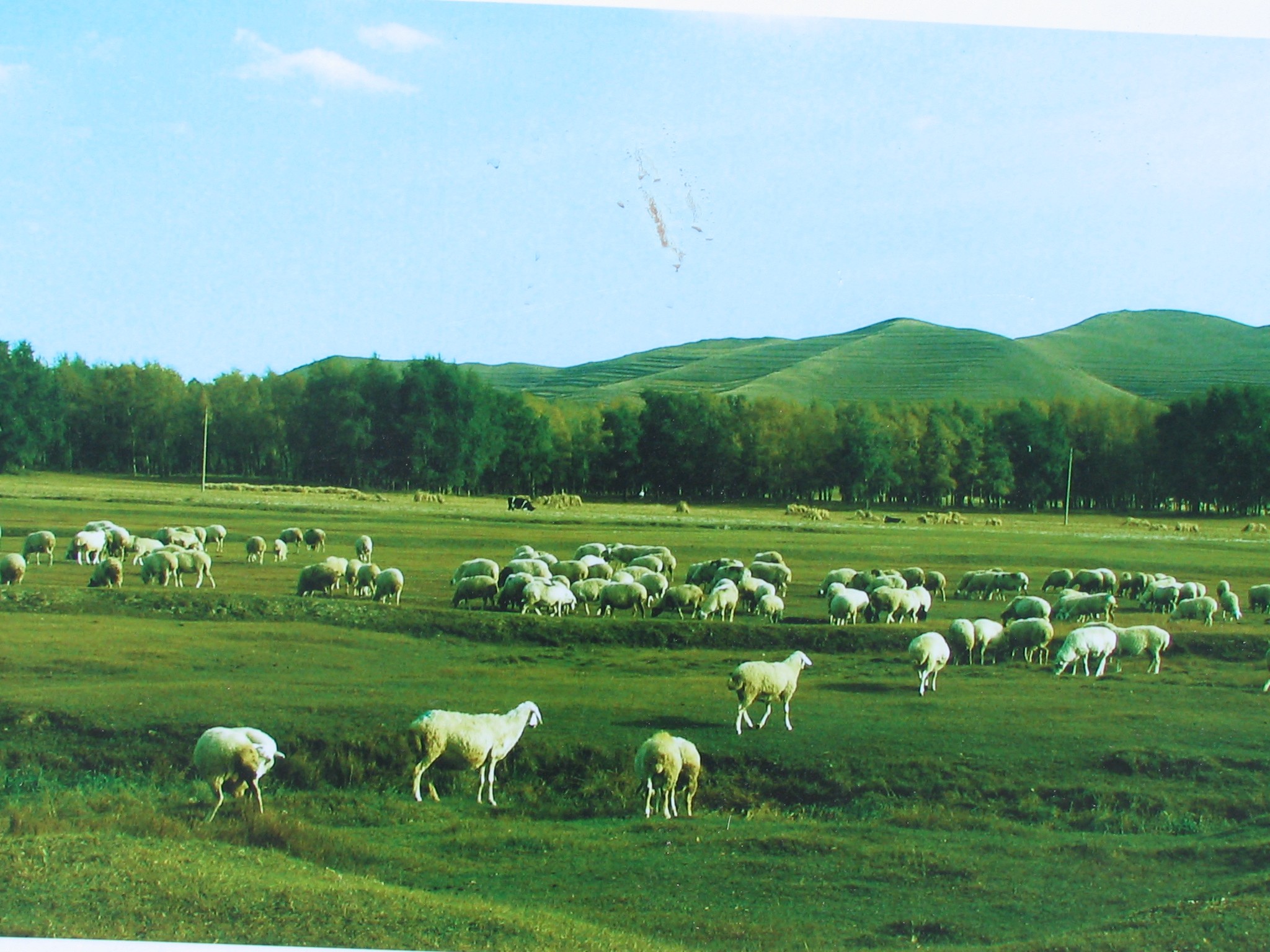 美丽的草原和羊群