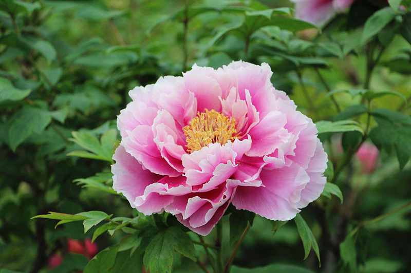 洛阳牡丹国色天香