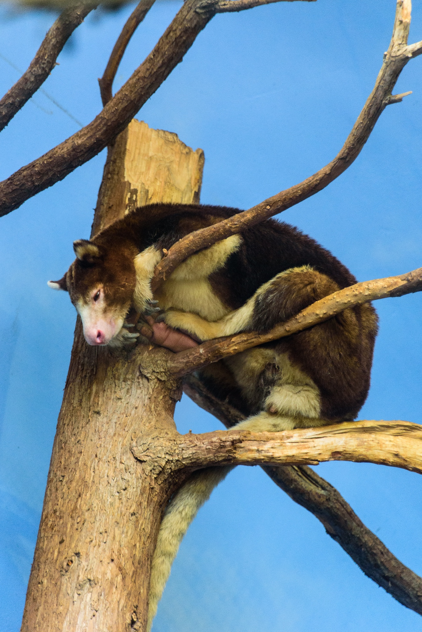 林地公園動物園