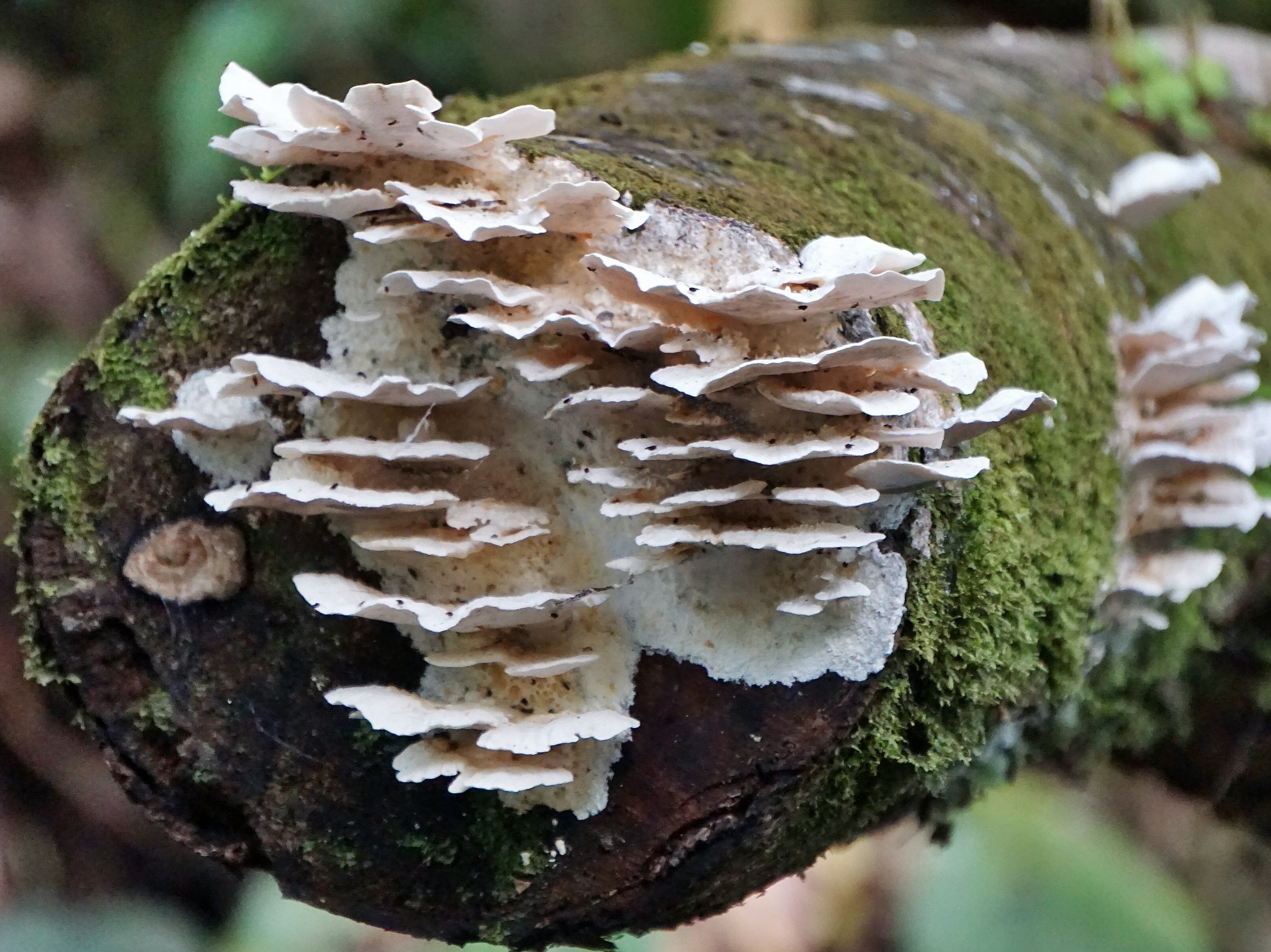 厄瓜多尔亚苏尼国家公园20种热带雨林生物科普