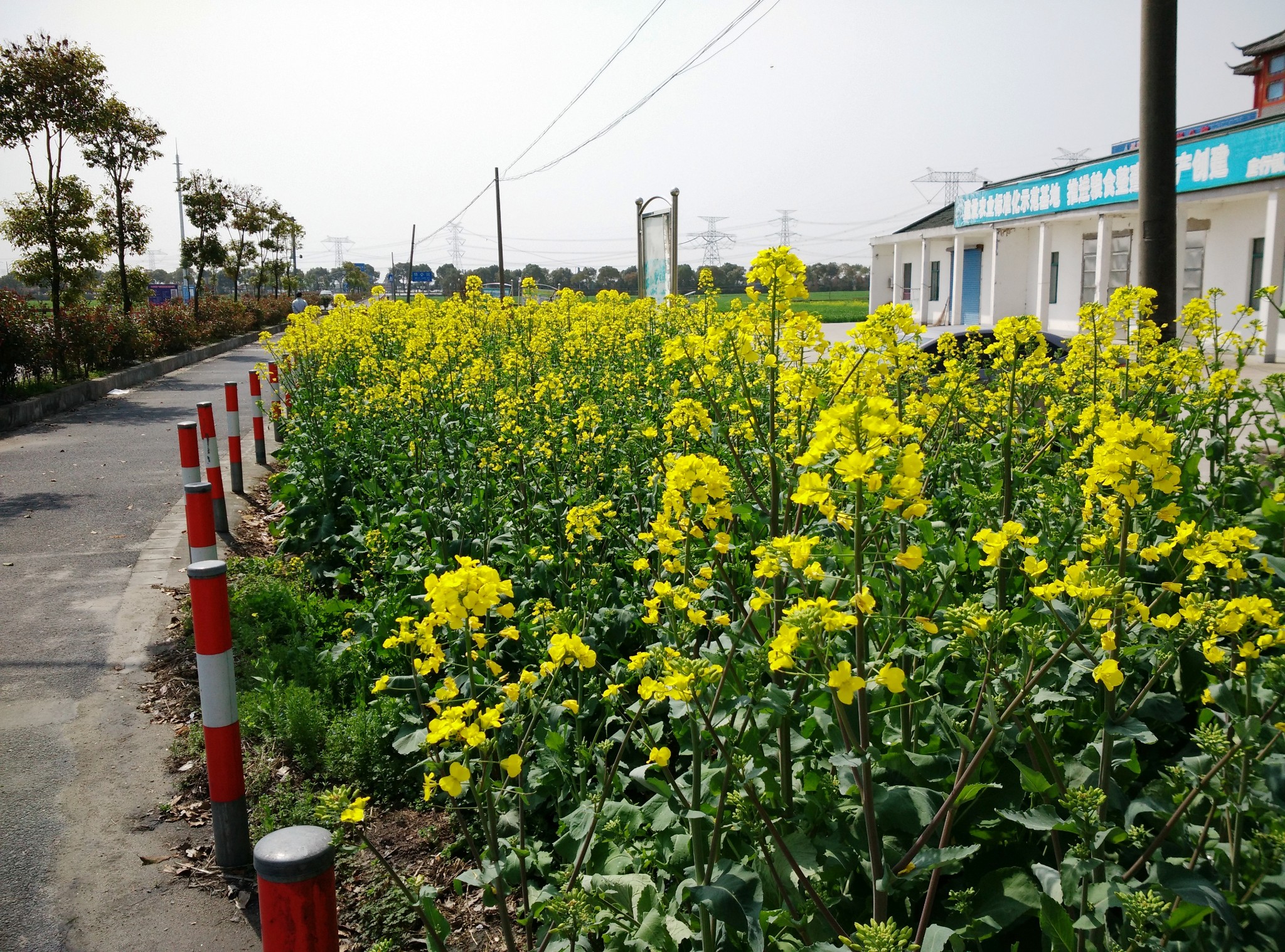 2015年3月徒步奉賢莊行 初探油菜花,上海旅遊攻略 - 馬蜂窩