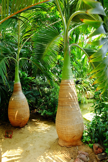 8月8立秋日,广州华南植物园半日游记随笔(2015),广