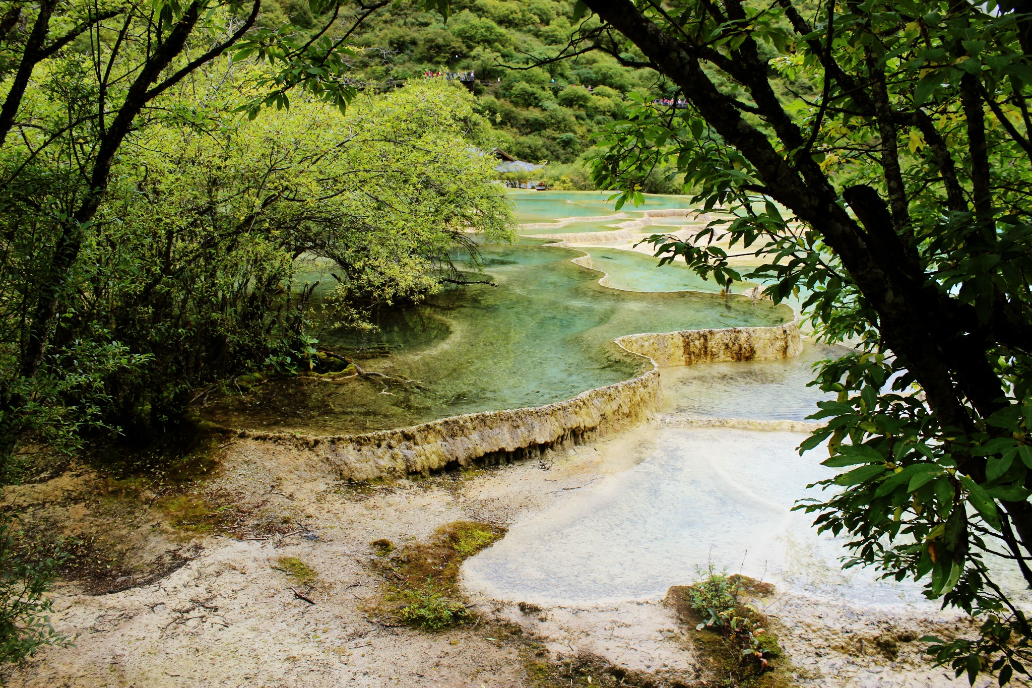 一次說走就走的九寨行,九寨溝旅遊攻略 - 馬蜂窩