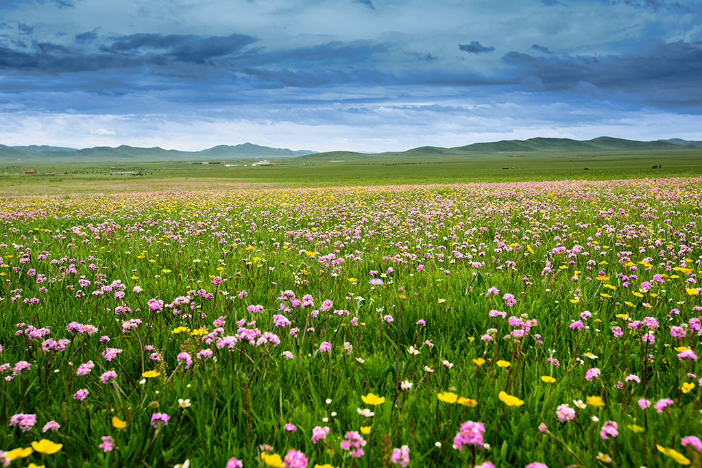 消夏计划#流连于花海草原的光影~~~~,若尔盖旅游攻略 - 马蜂窝